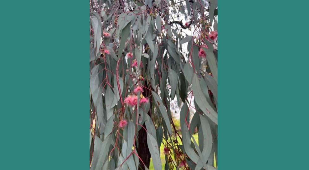 Red Flowering Ironbark Eucalyptus sideroxylon ‘Rosea’ Whitehorse